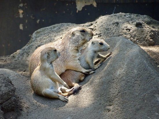 Jardim Zoológico Natural de Edogawa
