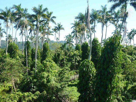 Reserva de Royal Palm