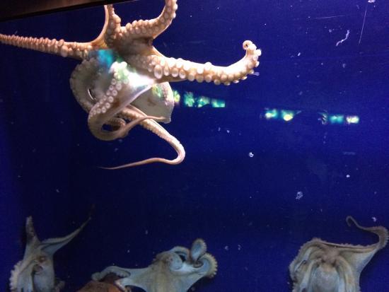 Aquário de Barcelona