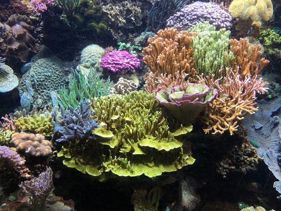 Aquarium Marin du Cap d'Agde