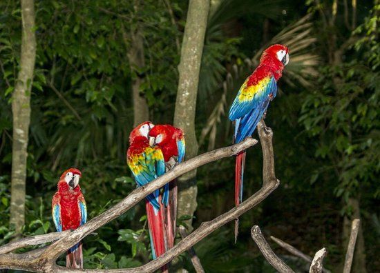 Aviário de Xaman Ha