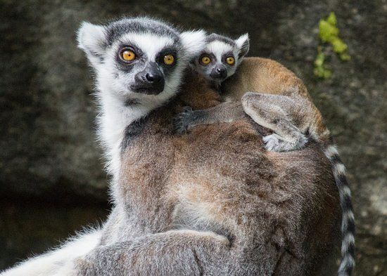 Zoológico da Filadélfia