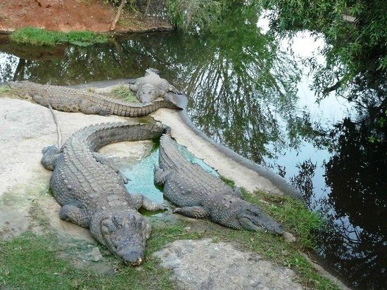 Kwena Crocodile Farm