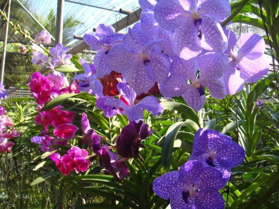 Sai Nam Phung Orchid