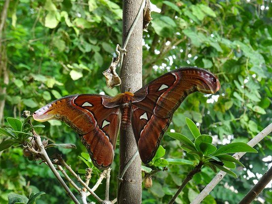 Jardim de Borboletas de Trassenheide