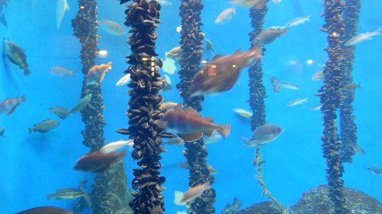 Aquário Finisterrae