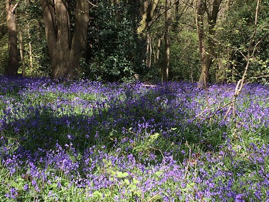 Hartshill Hayes Country Park