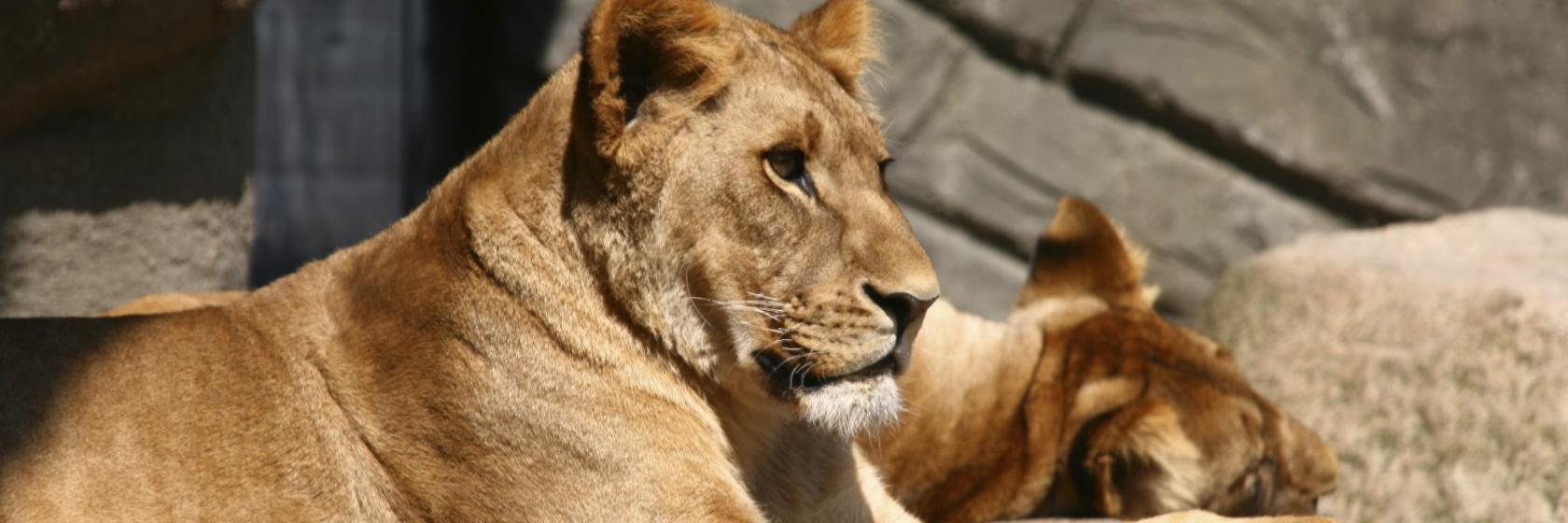 Jardim Zoológico Hagenbeck
