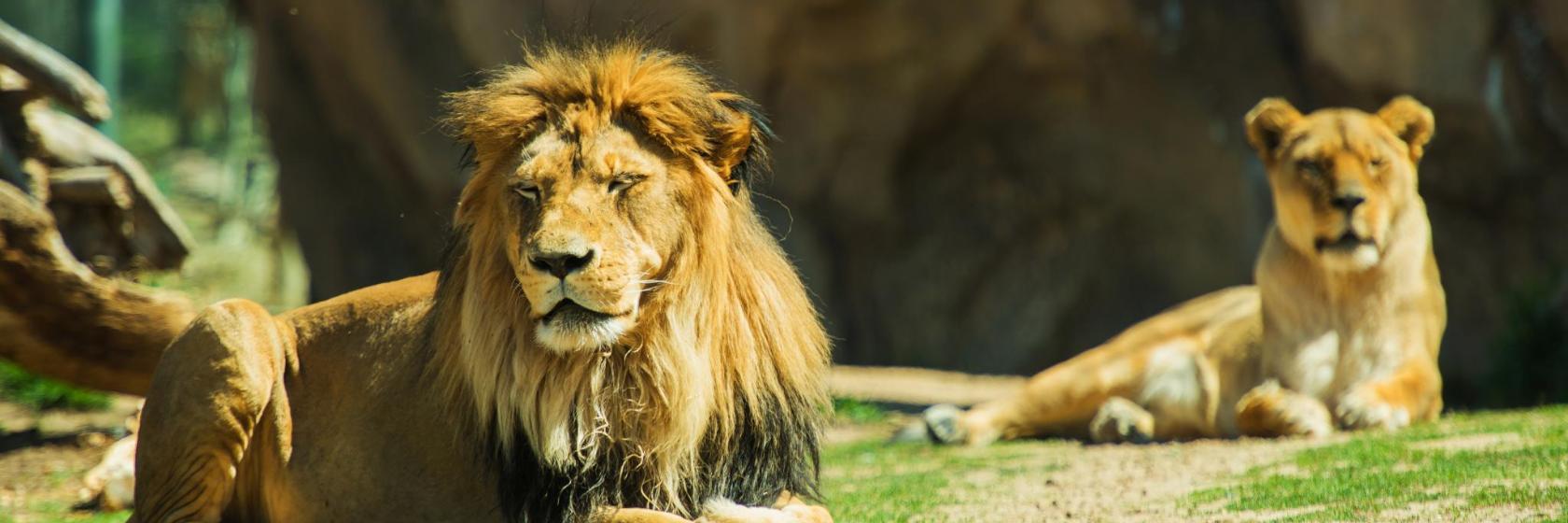 Zoológico de Basileia