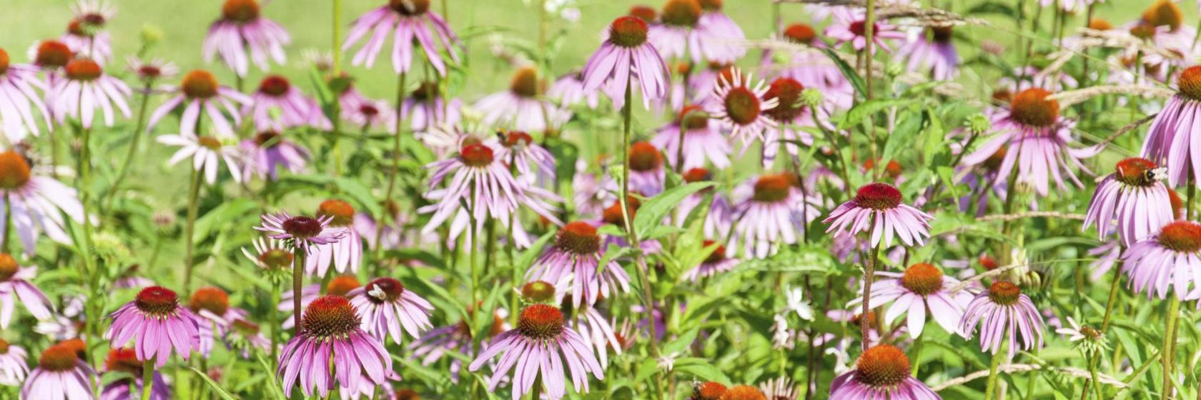 Jardim da Tolerância