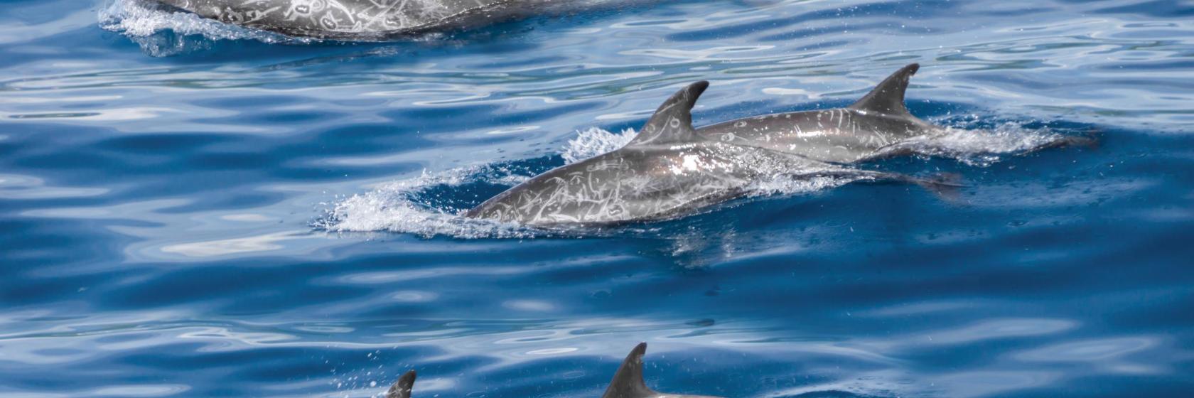 Parque Dolphin Explorer