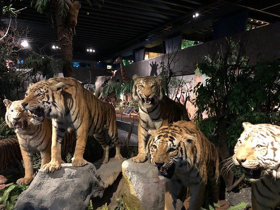 Museu de História Natural de Genebra