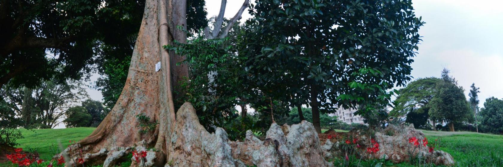 Jardim Botânico de Entebbe