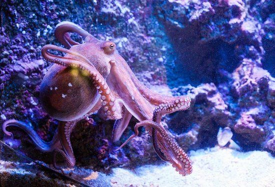 Aquário de Antália