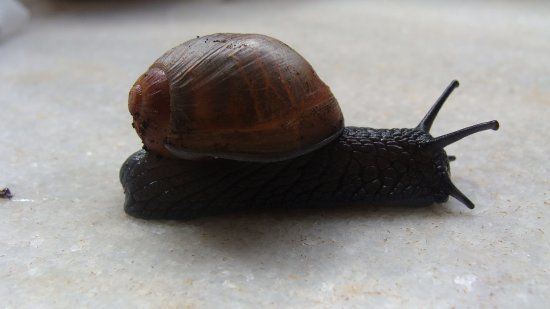 Museu de Malacologia