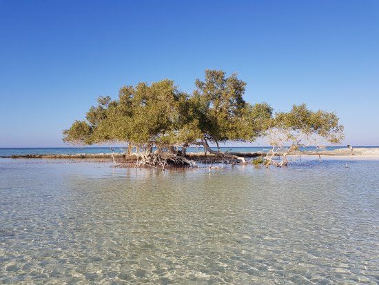 El Qulan Mangrove Forest