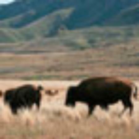 Kadi Panificadora E Grill